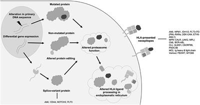 Neoantigens in Hematological Malignancies—Ultimate Targets for Immunotherapy?